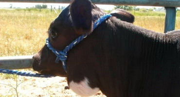 Jak léčit aktinomykózu u krav?